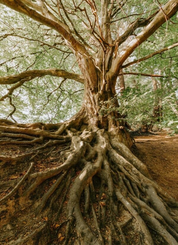 tree roots cause a sewer line clog in Summerville, SC